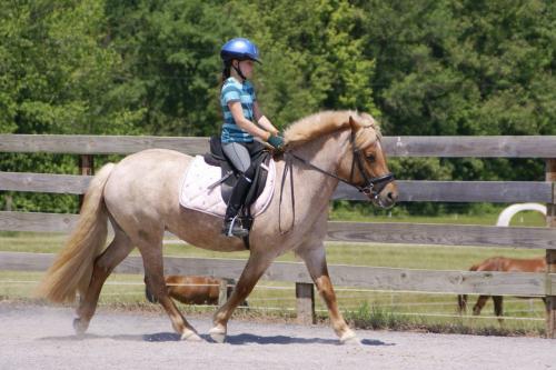 horses for sale in kentucky. Strawberry Shortcake, Belgian Horse For Sale in Paducah, Kentucky - Horses For Sale, Stallions at Stud - Horsemans News