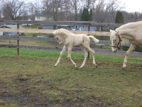 Kentucky Mountain Saddle Horse For Sale in Pennsylvania