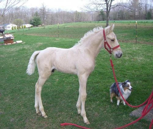 Kentucky Mountain Saddle Horse For Sale in Pennsylvania
